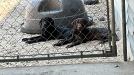 One Black Male available   AKC registered microchip for a set of shots. Second set of shots health checked all normal health readings on exam. The liver boy is sold. 