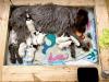 10 puppies born 9.11.24 during hurricane Francine
