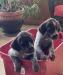 Grace-Reggie pups&#39;n&#39;a&#39;tub