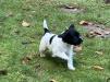 Josie - SOLD, taking backup deposits