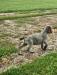 Male #5 (at 12 wks old)