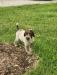 Female #6 (at 12 wks old)