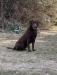 The Sire “Bean”