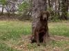 The Sire: Bean