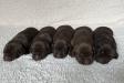 Pups for sale!
