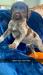 Old Yella is a big personality in a small package. He is the first to scuffle and first to nap! We welcome visitors so come and see Old Yella!  Dewclaws removed, tails docked, wormed and 1st vaccinations will be completed. AKC registered, health guarantee, potty training started. Handled daily, family raised. Puppies have been exposed to children and our other family dog.