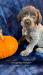 Pumpkin started out a little smaller and more shy but he is coming out of his shell like a champ! He loves to play and cuddle and will often have his little tongue sticking out. We welcome visitors so come and visit Pumpkin!  Dewclaws removed, tails docked, wormed and 1st vaccinations will be completed. AKC registered, health guarantee, potty training started. Handled daily, family raised. Puppies have been exposed to children and our other family dog.