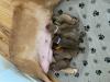 Duchess with pups