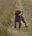 Bee is one of our females. She is one powerful hunter. Bee weighs 46lbs. 