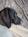 Dam:  Copper Creek’s Benelli Magnifico