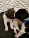 Littermate pals