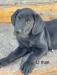 Sire dam MH multi titles clearances
Blk male
