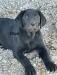 8weeks old Oct 22
Sire dam multi titled
Clearances