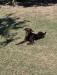 Pandora- 6 months old and ready for her forever home! Poppy is up to date on her vaccines, dew claws removed, crate trained, potty trained! Poppy is leash broke, introduced to gun fire, obedience training, and early retrieving.   Total price: $800