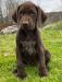 Female Puppy