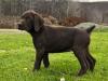 Female Puppy