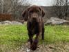 Female Puppy