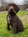 Male Puppy