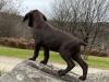 Male Puppy