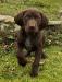 Male Puppy