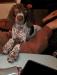 Oly.    AKC Male.  LIVER and WHITE AKC. 
PERFECT CONFORMATION !
ABSOLUTELY THE SWEETEST PERSONALITY!
VERY CURIOUS.  
DOESN'T MIND LOUD NOISES.  GOOD WITH CATS AND OTHER ANIMALS. 
DOING GREAT WITH HOUSE TRAINING!

