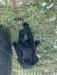 King male 10weeks
SOLD as breeder, hunting competition, hunting dog