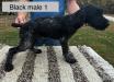 Black male