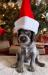 One of the pups from this Sire and Dam last year, adorned for the Holiday Season.