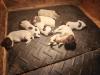 High Island Puppies Born October 27th