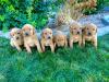 Male puppies 