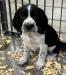 Black/white male: SOLD! We will repeat this breeding again next year; Fall 2025! This little guy will have more siblings! 
