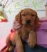 Pups from previous litter.