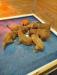 Pups from previous litters 
