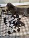 Skyy and her whole litter, can you find 11?  There are eight females and three males.  The males are spoken for and there are seven females available.