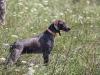 This is Skyy, the dam.  Her hips are certified, she is a great hunter and a very calm house dog.  She earned a NAVHDA Utility 185 Prize 2 this year.