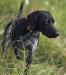 Bear is the sire, his hips are certified.  He is a great house dog and his hunting skills are superb.  He earned a 169 Prize 3 in NAVHDA Utility this year.  He is young and we have no doubt he will perform better next year.