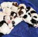 Maggies Pups at 6 days old!