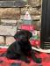 Black Labrador Retriever pups just in time for Christmas!