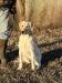 Palmer - 6 month old yellow female - for sale