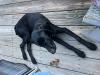 I now call him shadow.  Official Cady Falls black shadow