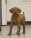 Male pup