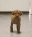 Male pup