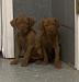 Available female pups