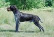 Stud Dog