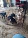 Four nice English Cocker Spaniels. 1 male and 3 females. Very good personalities. Good pets or good field dogs. 