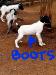 BOOTS.   Male. AKC GSP BLACK AND WHITE. 
