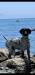 LEVI BOSSO!   AKC FATHER OF THE LITTER. 