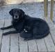 No current litters but fall 2025