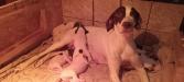 Whelping 11/23/24