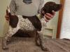 Male Liver Roan